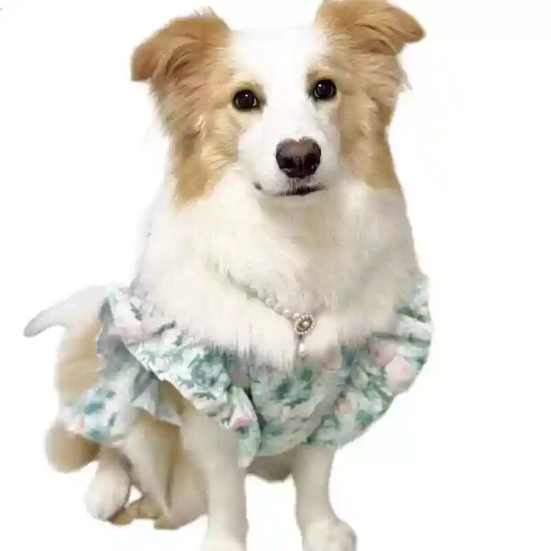 Evcil Hayvan Giysileri İlkbaha - Summer Dog Clothing incelemesi ve fiyatı